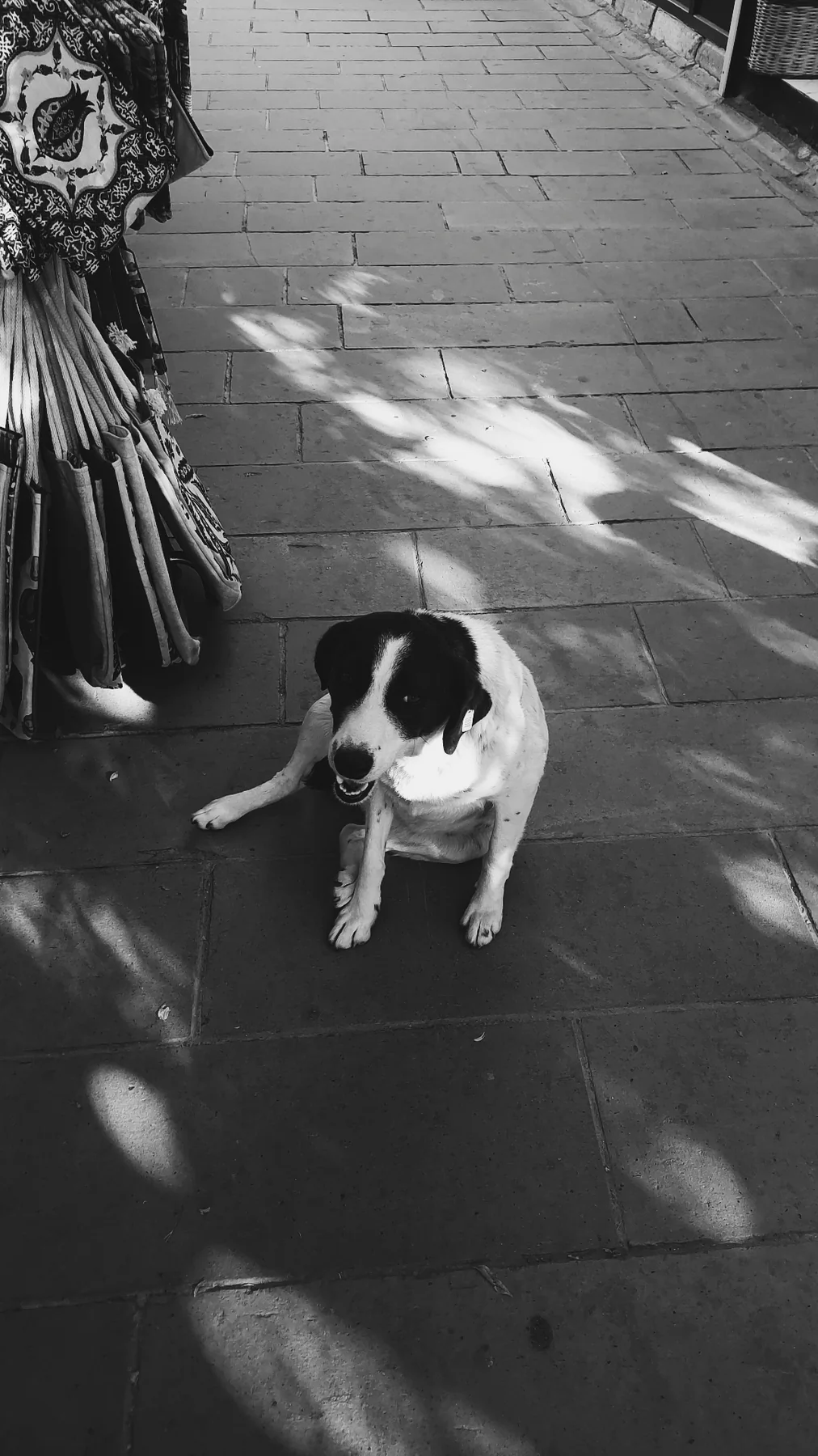 Ağaç gölgelerinin arasında oturan bir köpek; siyah beyaz yakışan günlerden.