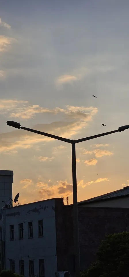 Akşamüstü, bir sokak lambası ve iki kuş.