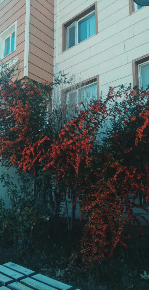 Ateş dikeni, yine.