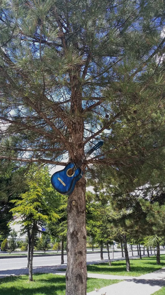 Bir çam ağacına asılmış mavi bir gitar. Kim bıraktı, neden bıraktı bilmiyorum; ama orada çok yakışmıştı.
