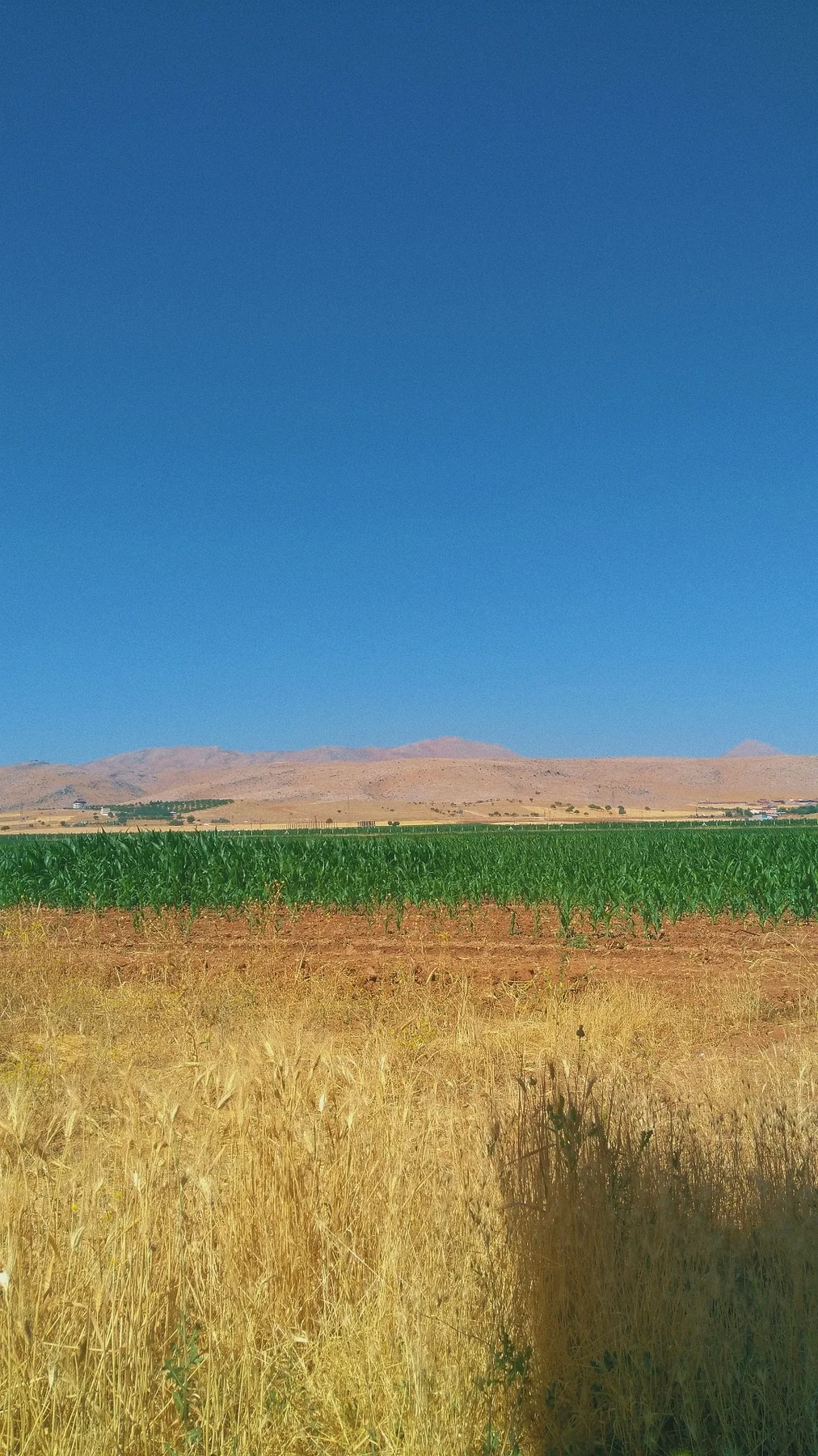 Buğday tarlası, uzakta tepeler. Yazın en sade hâli.