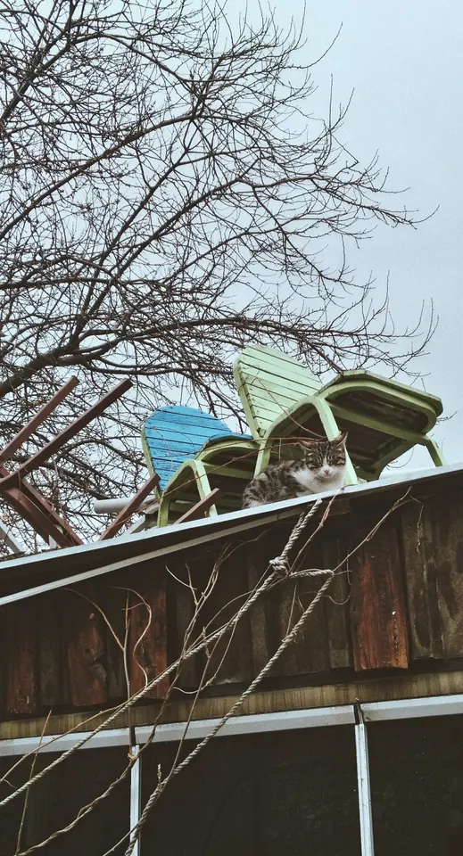 Çatıda, şezlongların arasında bir kedi.