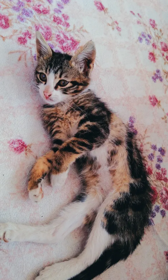 Çiçekli örtüde yavru kedi.