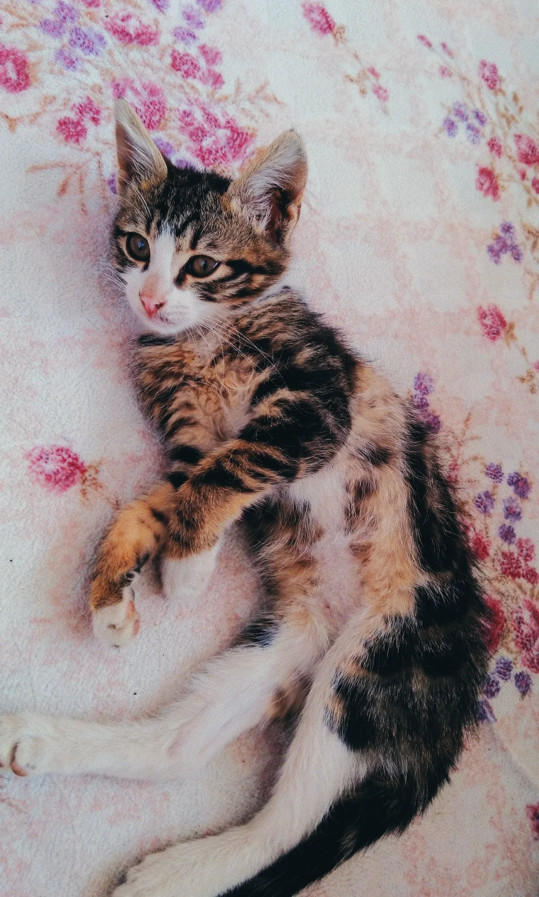 Çiçekli örtüde yavru kedi.