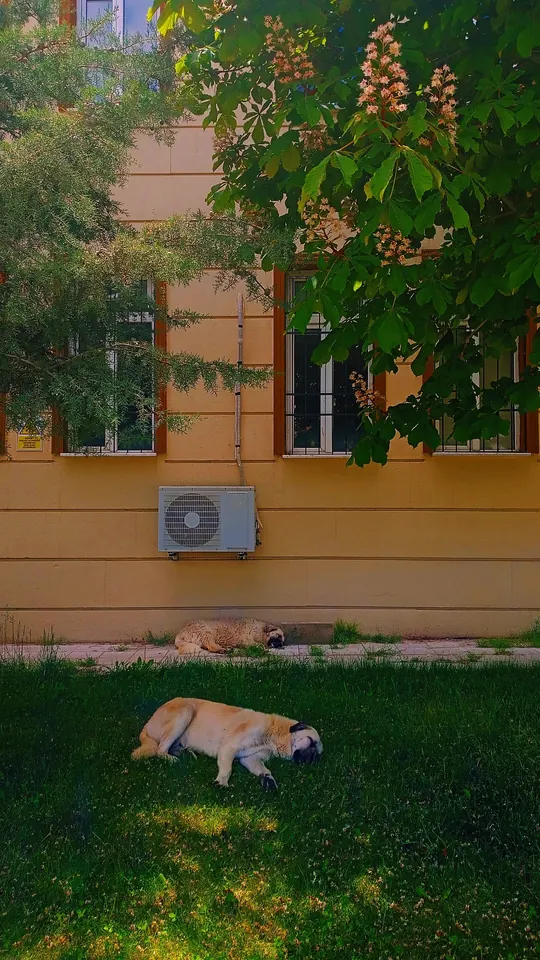 Çimenlerde öğle uykusu.