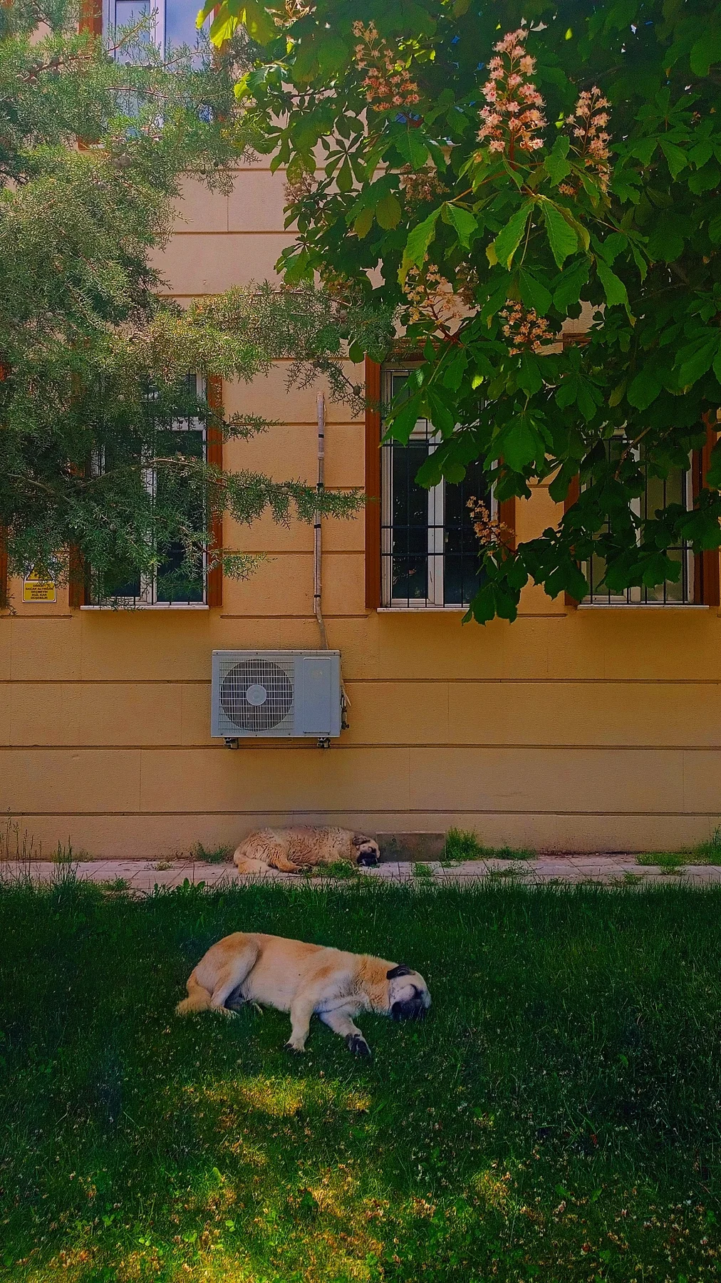 Çimenlerde öğle uykusu.