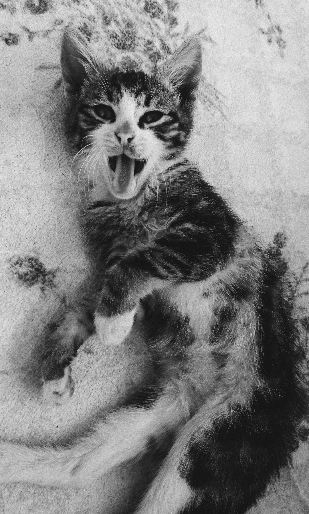 Esneyen yavru kedi.