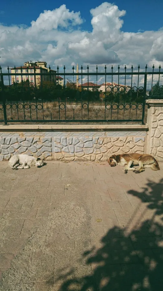Güneşte iki köpek.