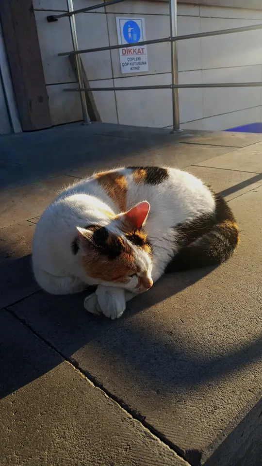 Güneşte kıvrılmış kedi.