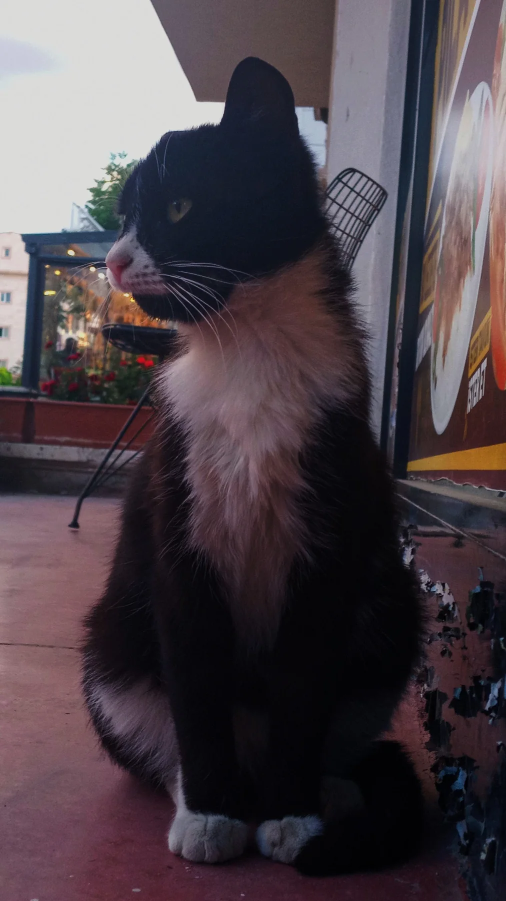 Kafenin önünde oturan bir kedi. Bizden bir şey istemiyordu, sadece manzarayı izliyordu.