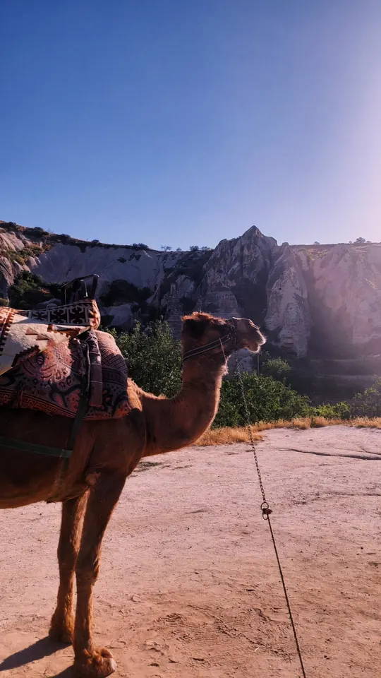 Kapadokya'da sabah. Peribacalarının önünde, sırtında kilimiyle bekleyen bir deve.