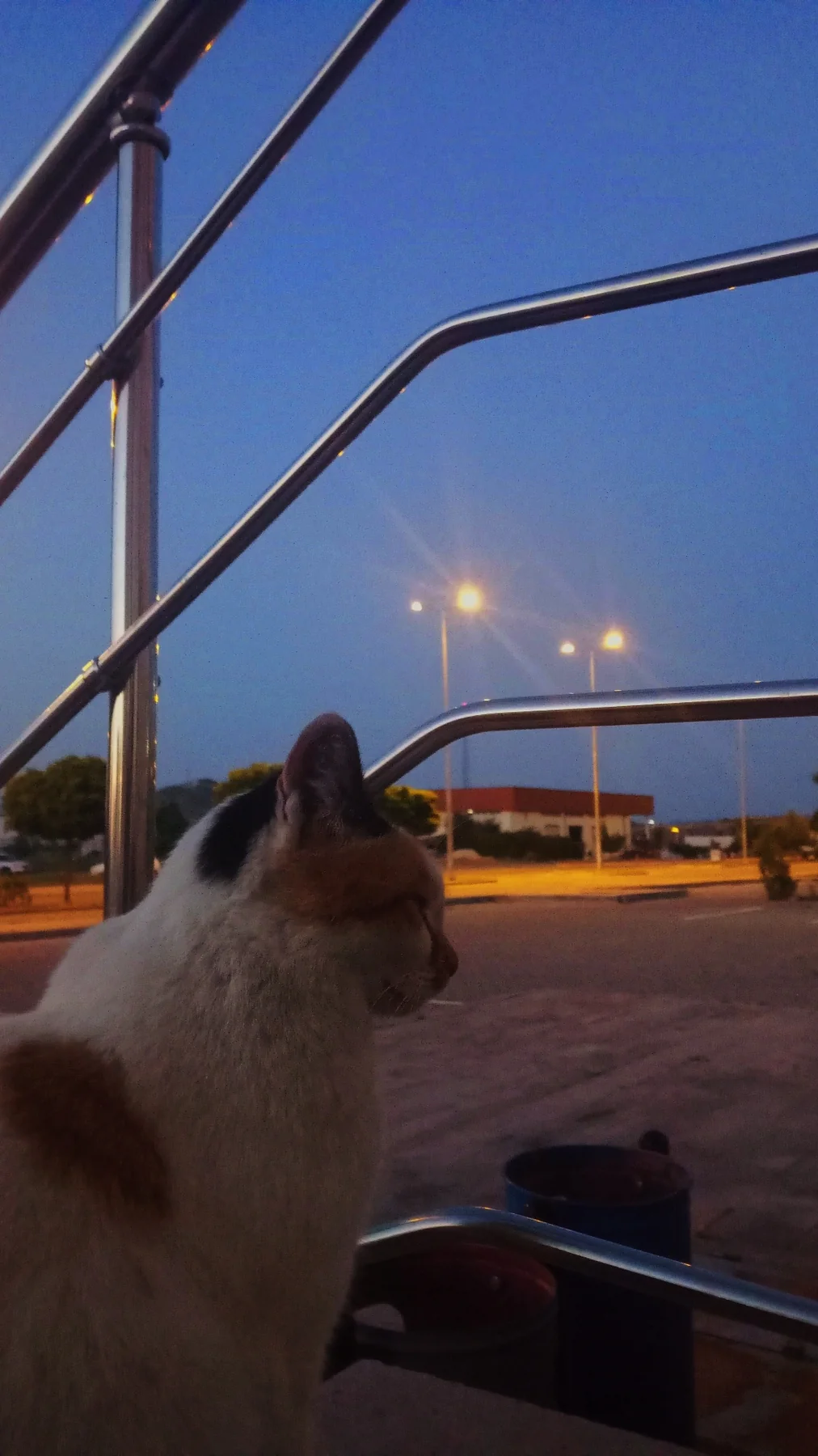 Kedi ve akşam ışıkları.