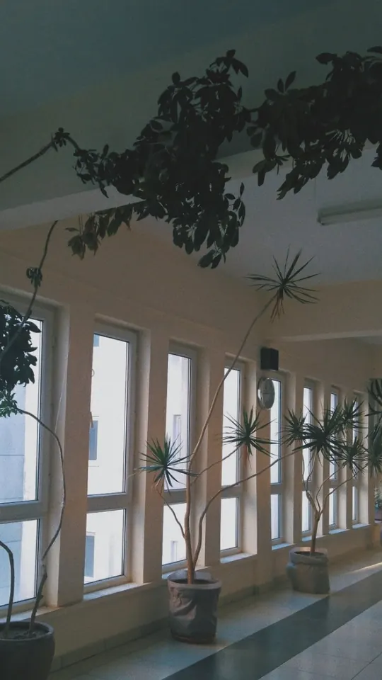 Koridorda palmiyeler.