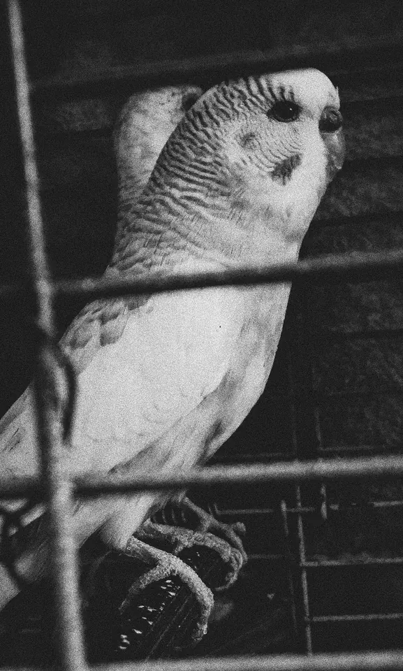 Muhabbet kuşu.
