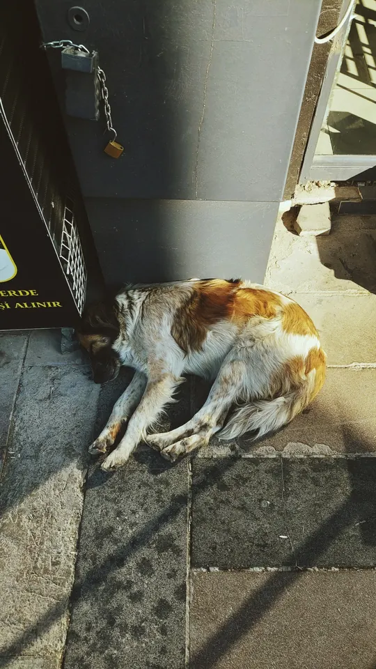 Öğle uykusu.
