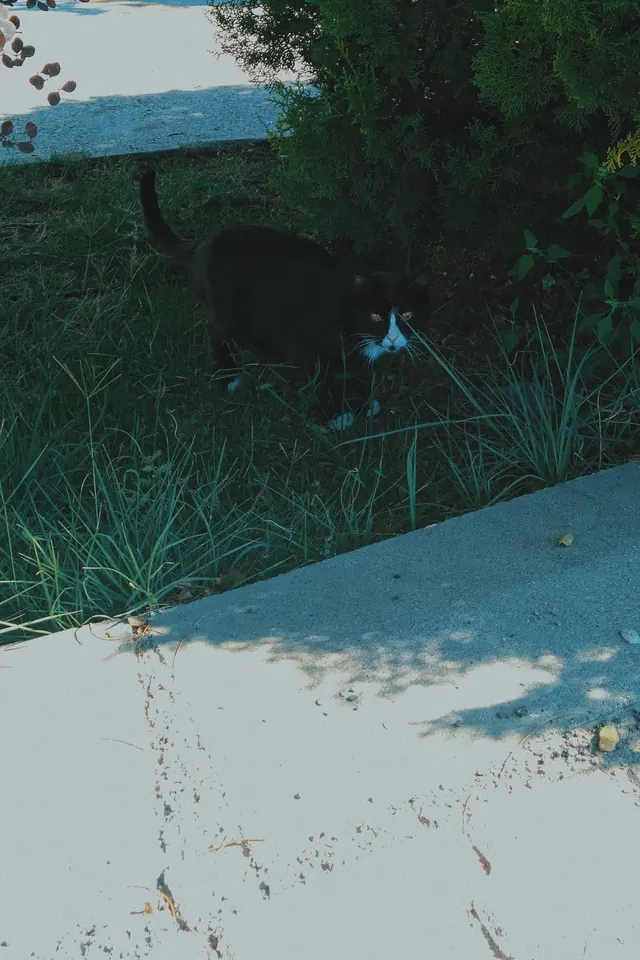 Otların arasında siyah bir kedi.
