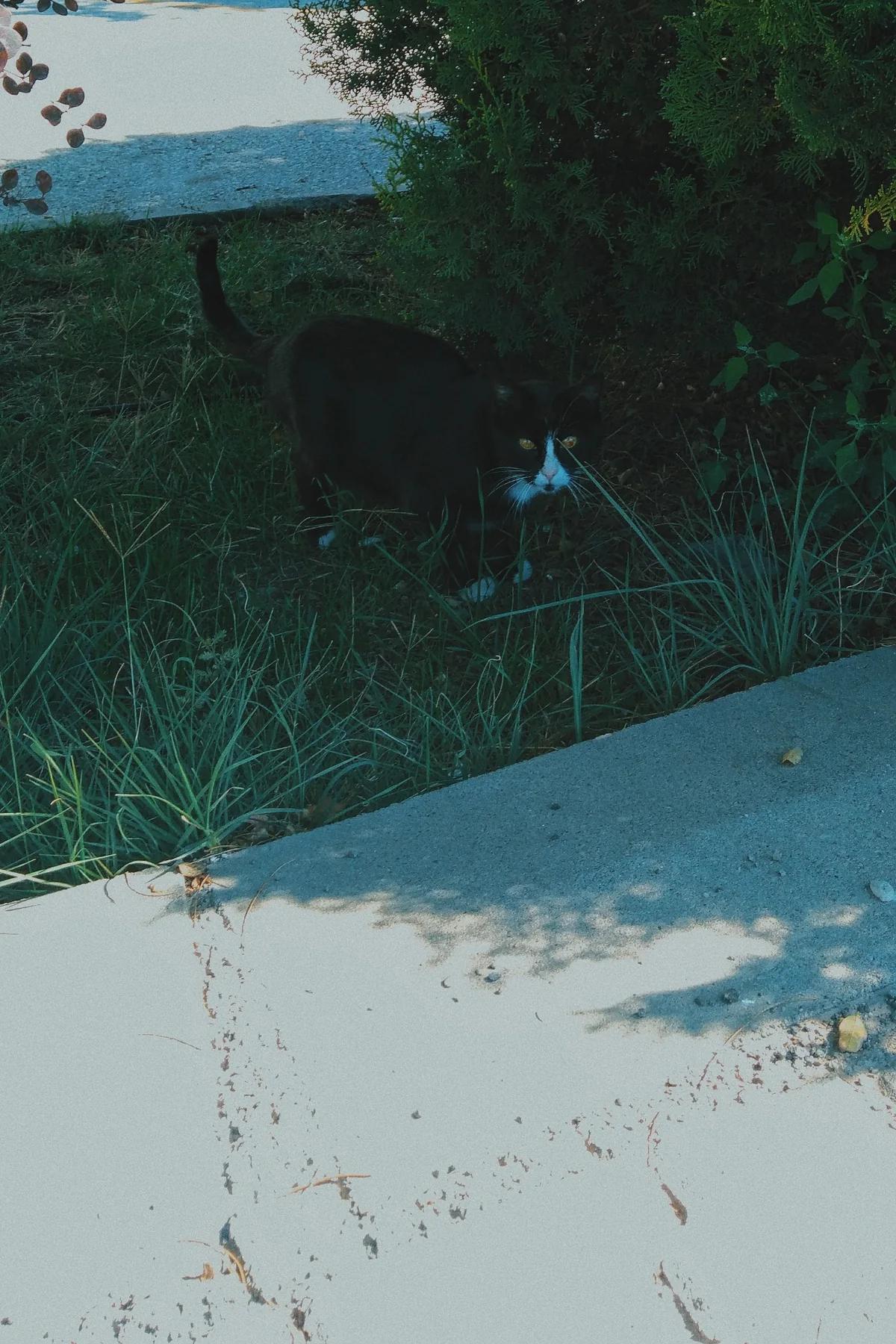 Otların arasında siyah bir kedi.