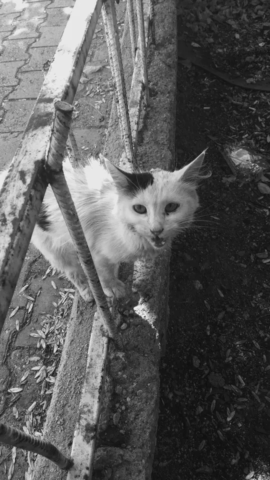 Parmaklıkların arasından bakan bir kedi.